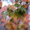 紅葉③～道志～