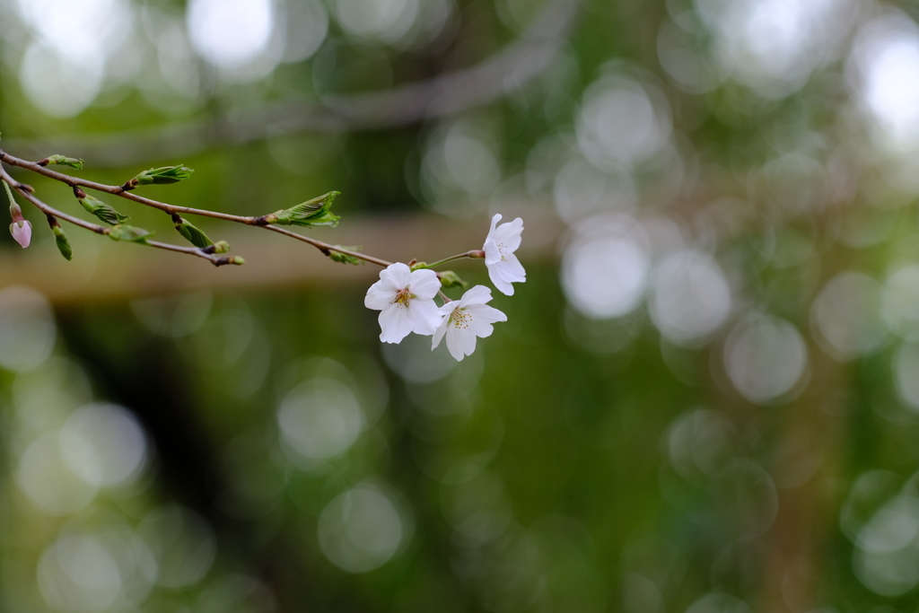 裏道志～桜～