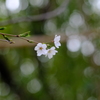 裏道志～桜～