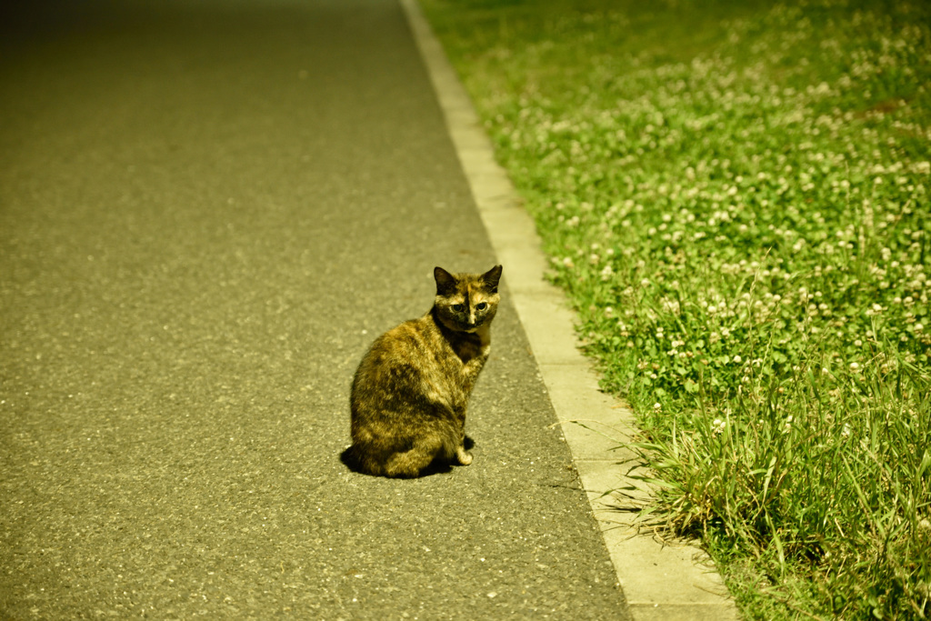 東京ゲートブリッジ～猫～