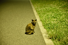 東京ゲートブリッジ～猫～
