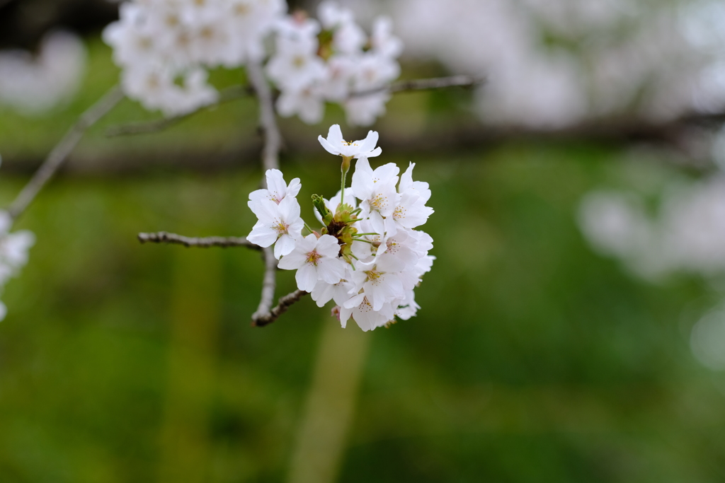 裏道志～桜～