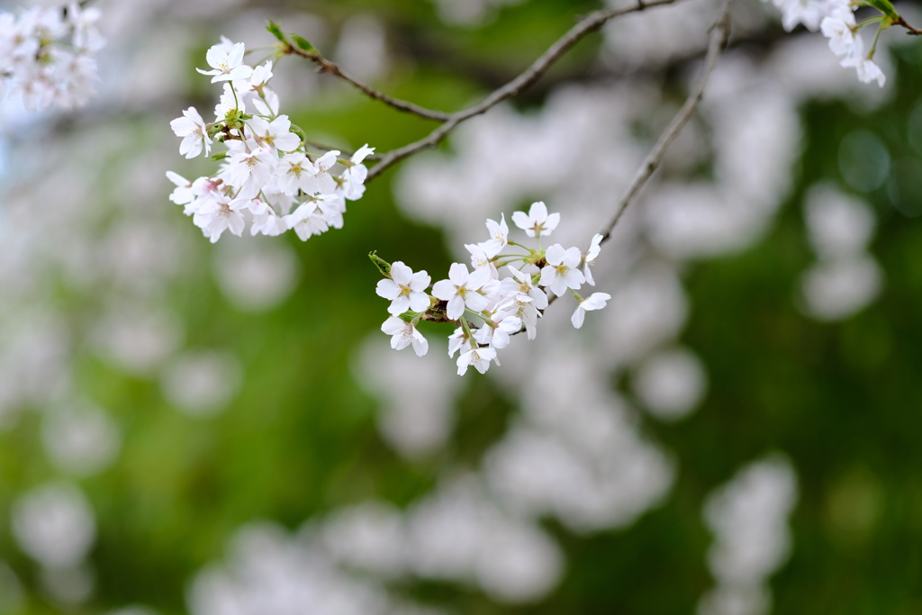 裏道志～桜～