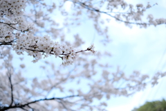 裏道志～桜～