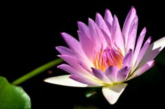 華
