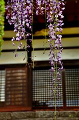 禅寺の藤花