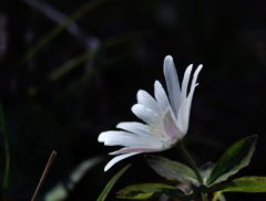 純白の主張