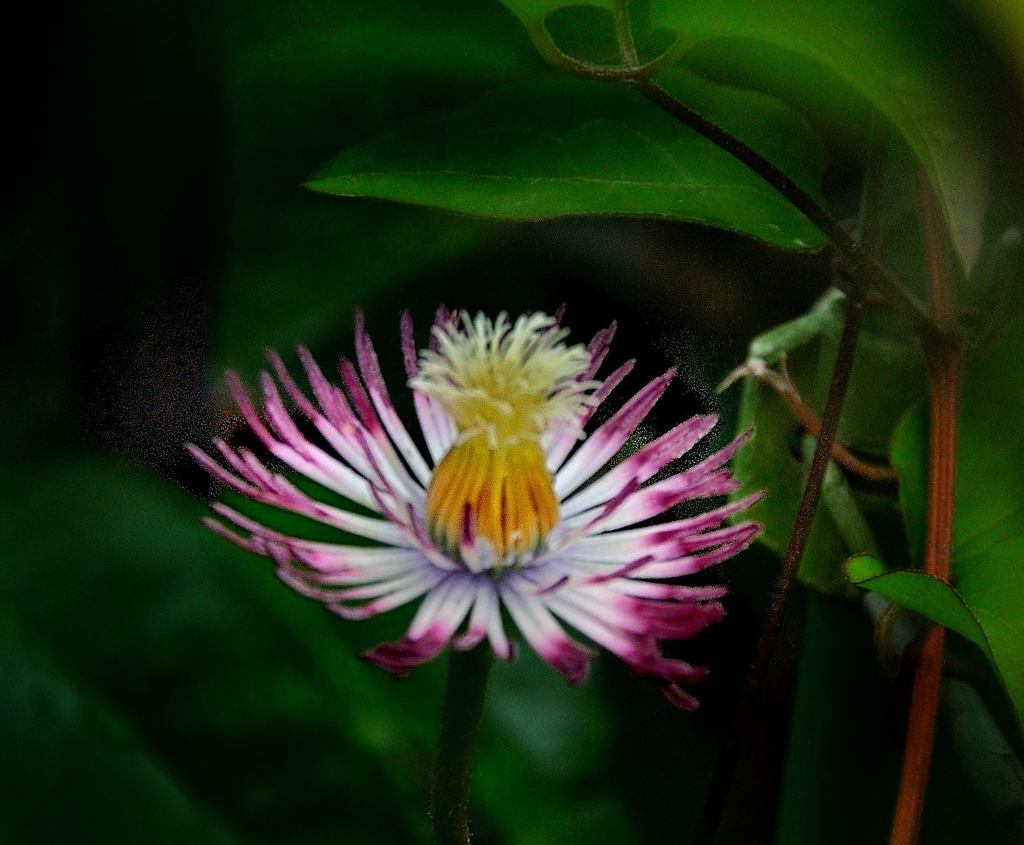 花びらは落とせど　美貌は落とさず