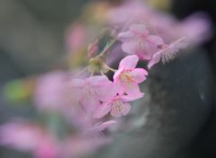 春
