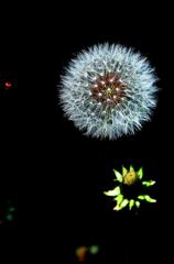 打ち上げ花火