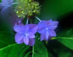 飾り花