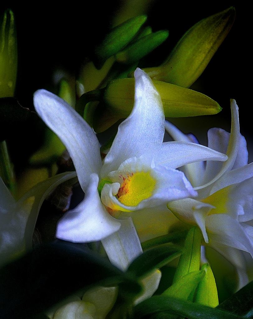 白花の輝き