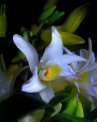 白花の輝き