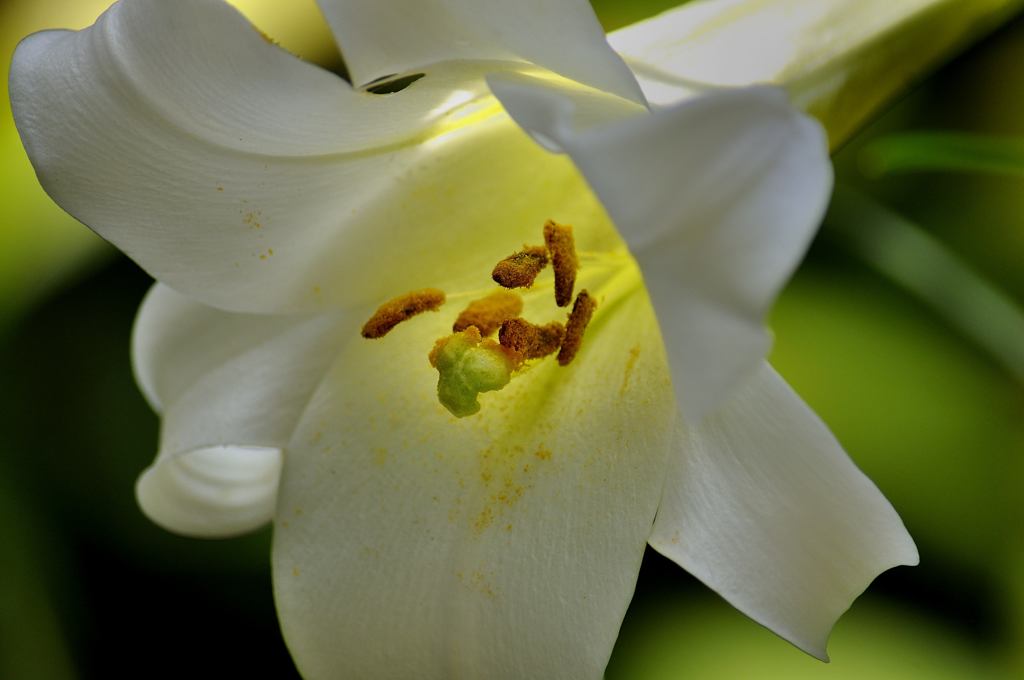 蕊