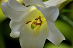 蕊