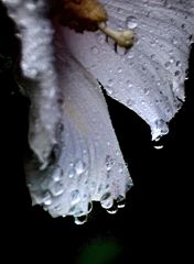 花の涙