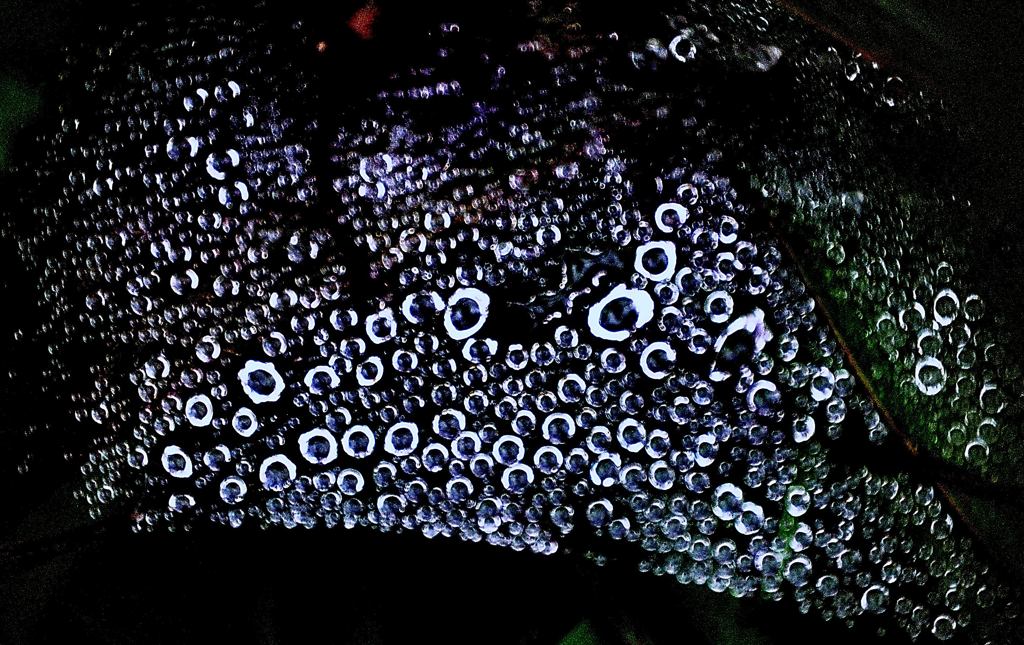 蜘蛛の巣と雨が作ったアート