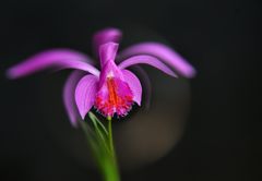飛翔