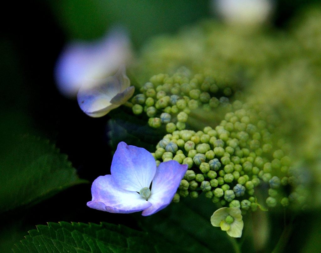 飾り花