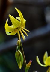 黄花カタクリ咲く