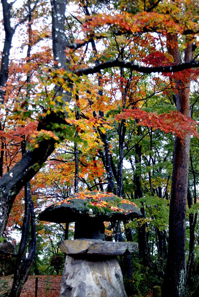 思い出の中の紅葉ー秋の庭園