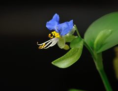 ツユ草