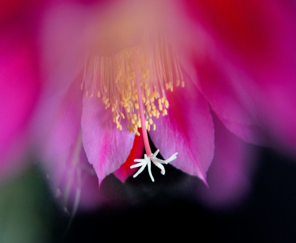 蕊