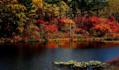湖沼の紅葉