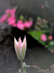 咲きますよ
