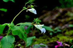白花ツリフネソウ