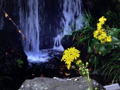 滝と花