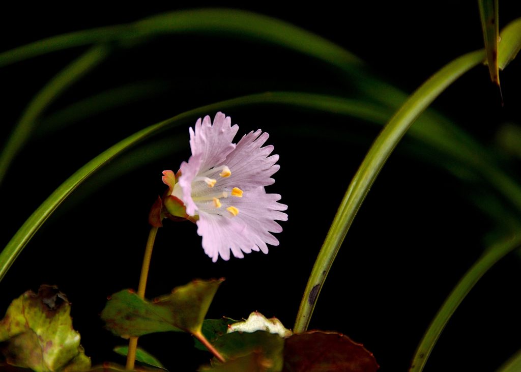 花一輪