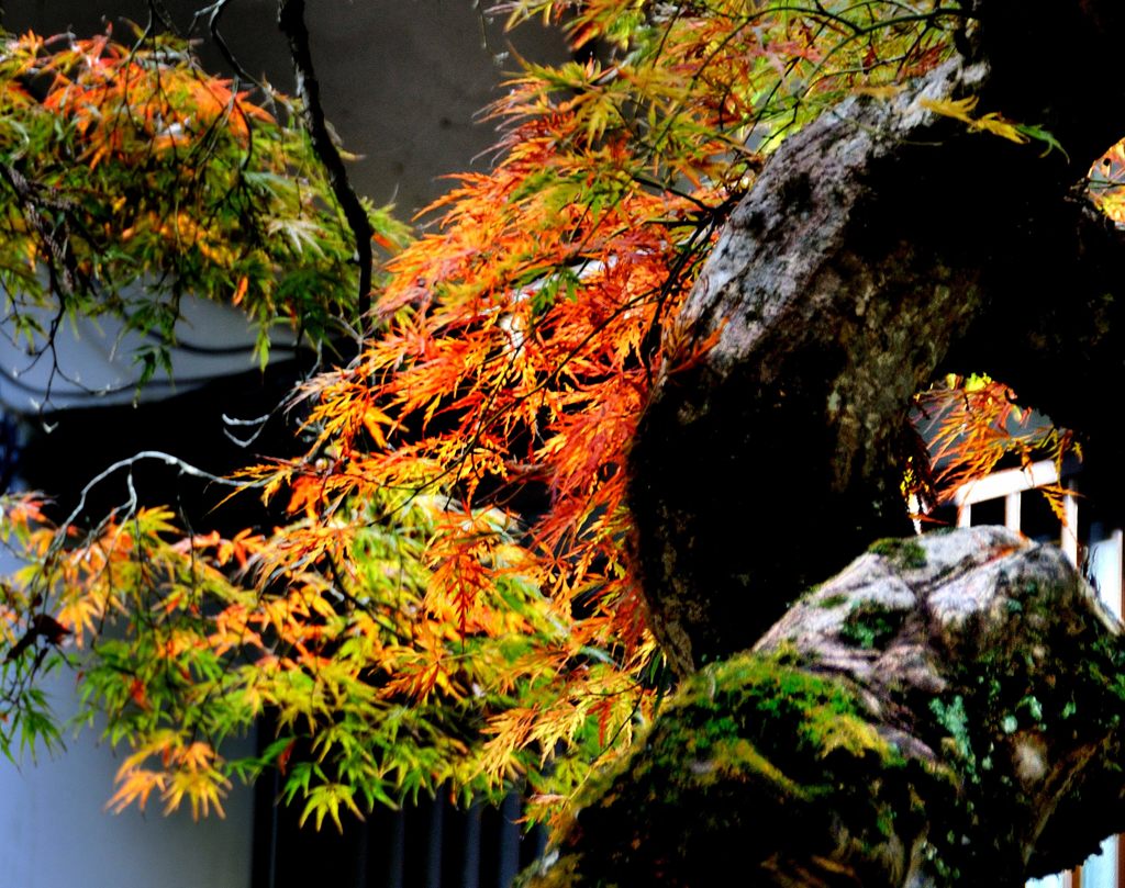 老楓の紅葉