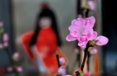 桃花一輪