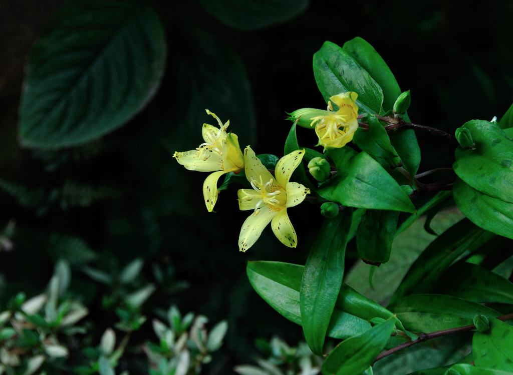 黄花のホトトギス　１