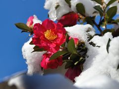 雪の翌朝