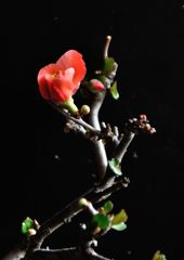 放春花