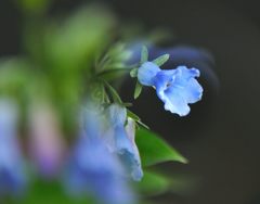 エゾルリソウ