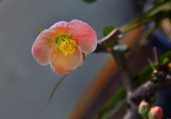 放春花