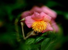 赤花茶