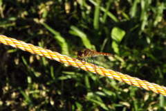 S0281817