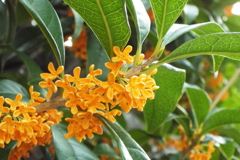 DSCF1563