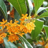 DSCF1563