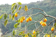 DSCF0531