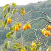 DSCF0531