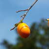 DSCF0515