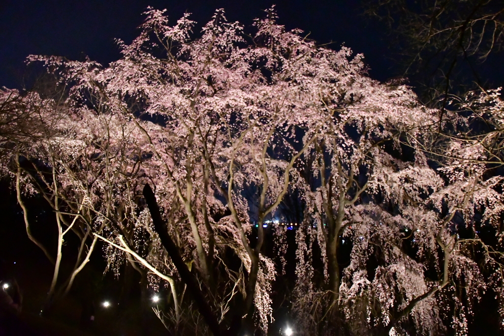 桜の森