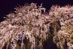 桜の森