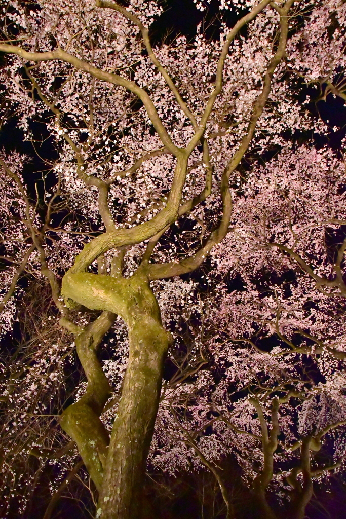 桜の森