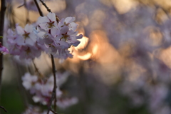 桜の森